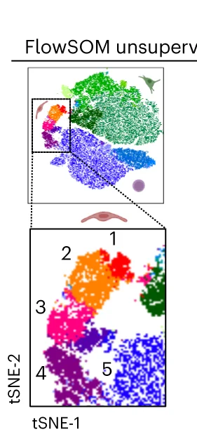 Open access visualization of Scatter Plot, UMAP, PCA, Flow Cytometry, FlowSOM