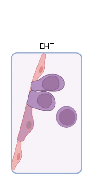 Open access visualization of Illustration, Scheme, Morphological Changes, HE, HSPCs