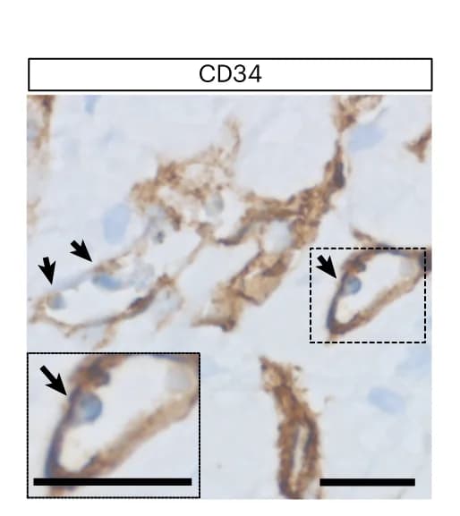 Open access visualization of Microscopy, Photo, Histology, CD34 Staining, Organoid Section