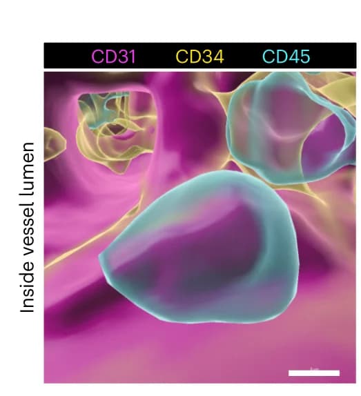 Open access visualization of Microscopy, Surface Rendering, Immunostaining, CD31, CD34