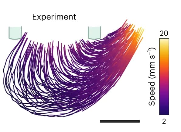 Open access visualization of Line Plot, Flow Lines, Gold Nanoparticles, Experiment