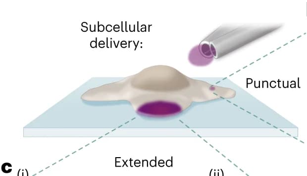 Open access visualization of Illustration, Cell Labeling