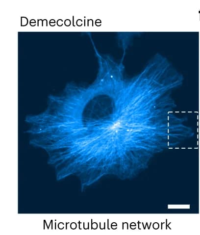 Open access visualization of Microscopy, Demecolcine Treatment, Microtubule Network, Fluorescence Image, pmEGFP