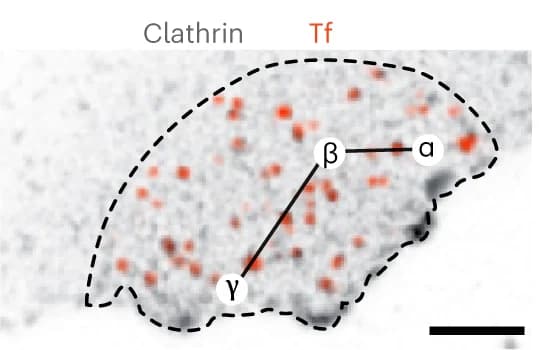 Open access visualization of Microscopy, Clathrin, Transferrin, Postlabeling