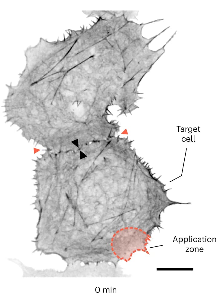 Open access visualization of Microscopy, Fluorescence Image, Cells, Actin Filaments