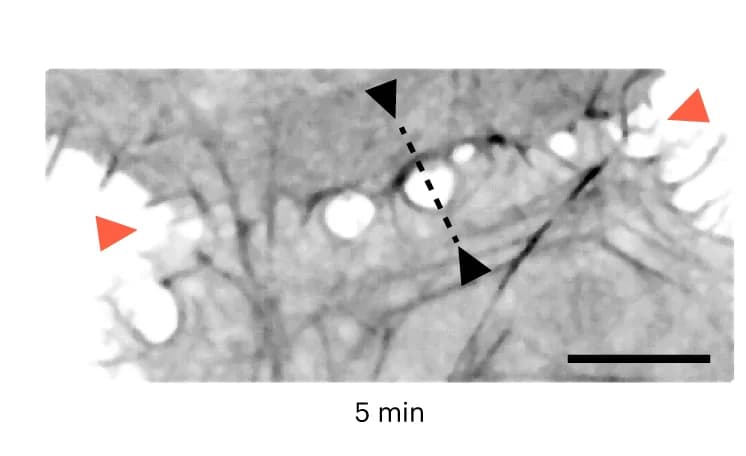 Open access visualization of Microscopy, Cell-Cell Contact, Lat-A, Gap Formation