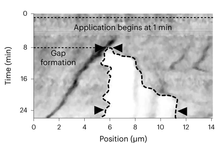 Open access visualization of Microscopy, Line Plot, Kymograph, Gap Size