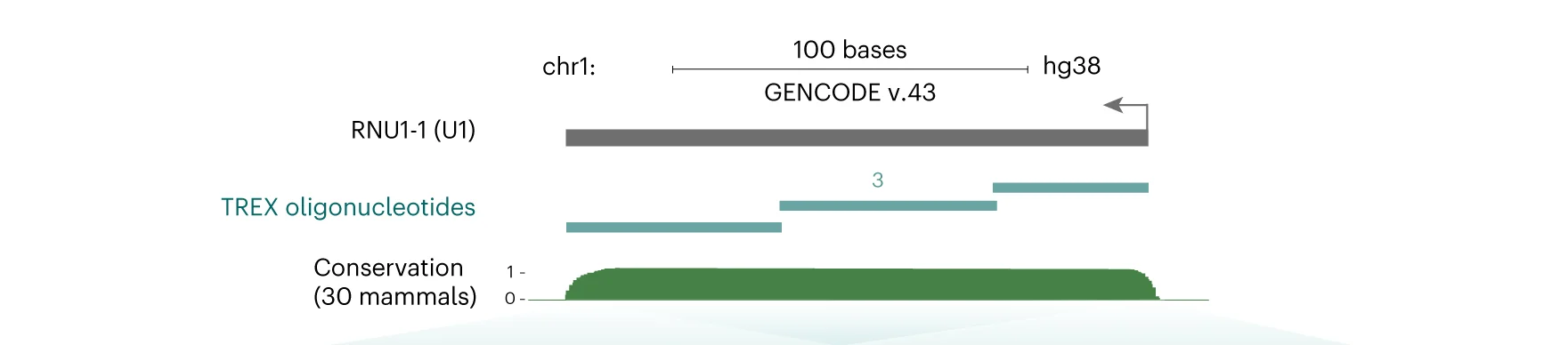 Open access visualization of Illustration, U1 snRNA, Primary Sequence, UCSC Genome Browser, Mammalian Conservation