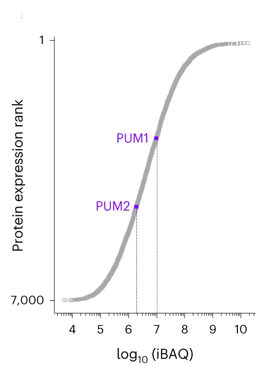 Open access visualization of Line Plot, Ranked Plot, iBAQ, Protein Abundance, HCT116