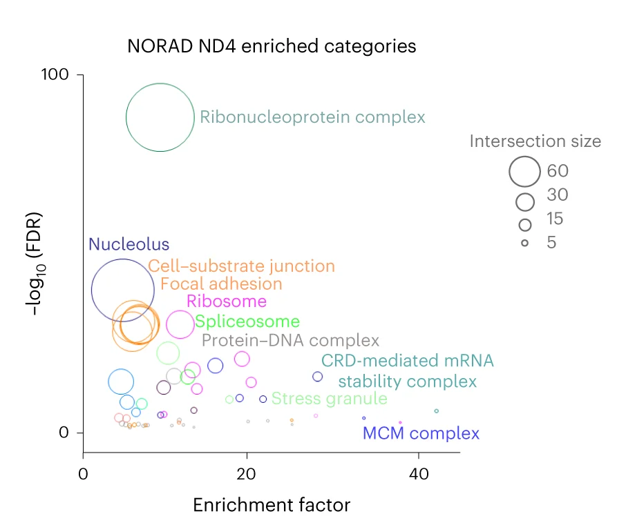 Open access visualization of Bubble Plot, Fisher Exact Test, Protein Categories, NORAD Interacting Proteins, Gene Ontology