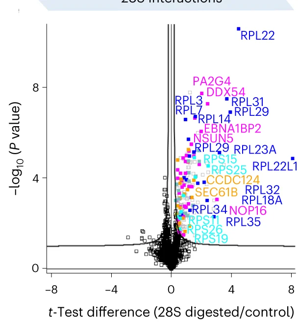 Open access visualization of Volcano Plot, 28S rRNA, TREX Samples, RPL Proteins, Large Subunit RAFs