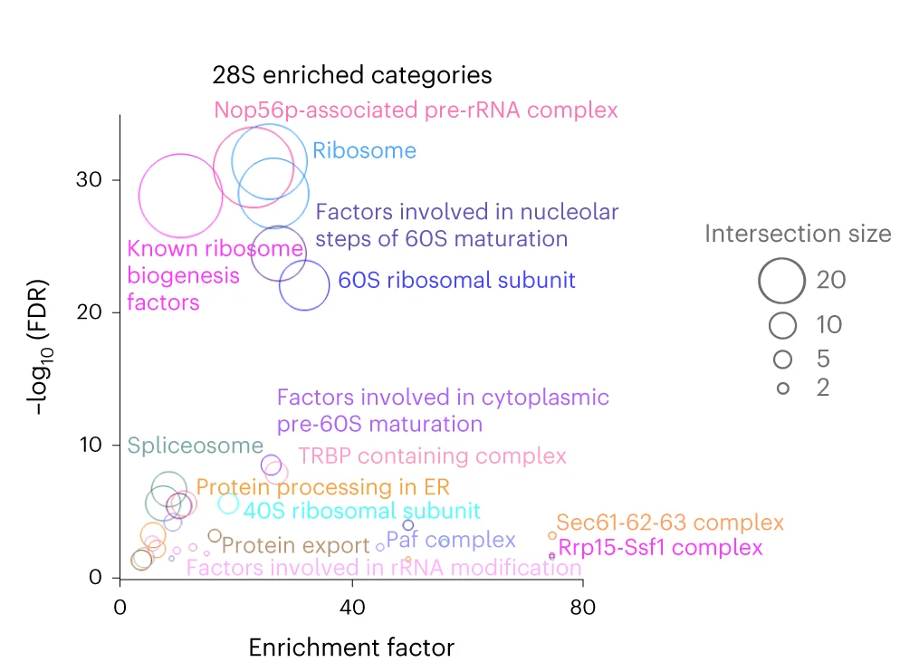 Open access visualization of Scatter Plot, Bubble Plot, Fisher's Exact Test, Protein Categories, 28S Interactors