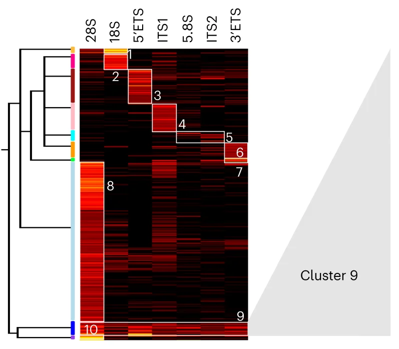 Open access visualization of Heatmap, Clustered, Hierarchical Clustering, t-scores, TREX Analysis