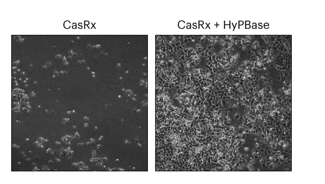 Open access visualization of Microscopy, Brightfield Microscope, KP-4 Cells, Blasticidin Selection, Puromycin Control