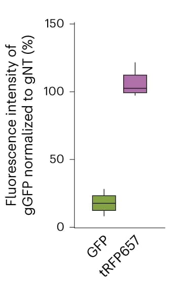 Open access visualization of Box Plot, Boxplot, GFP Intensity, tRFP Intensity, GFP-tRFP-positive Cells