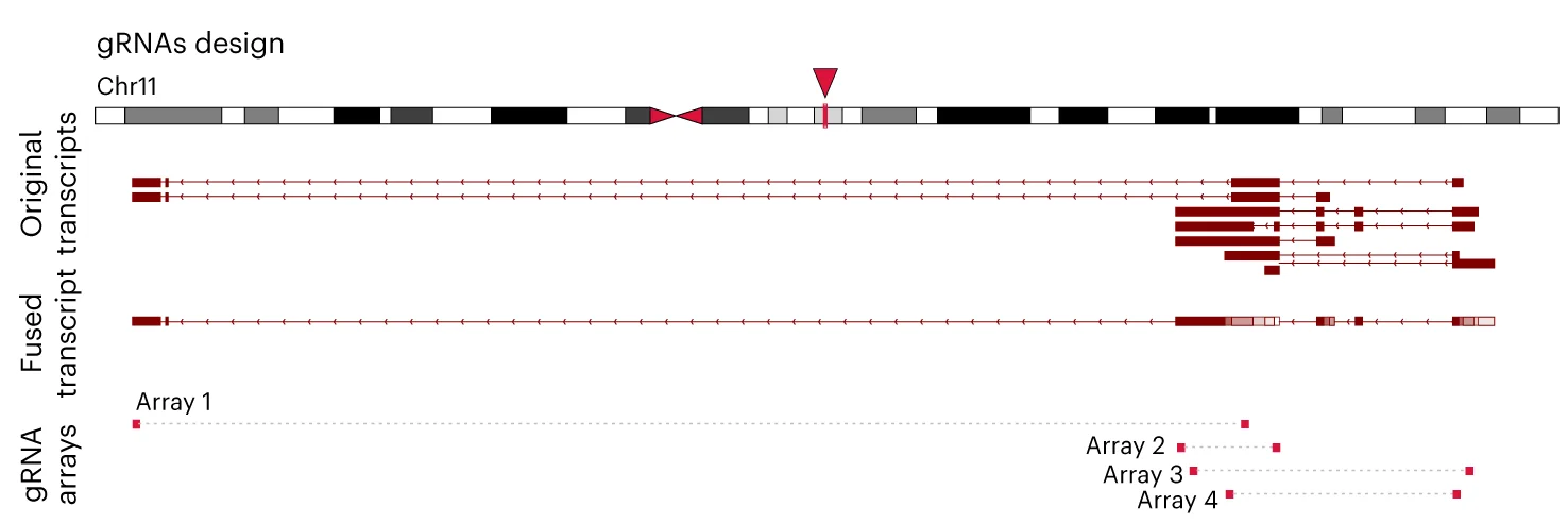 Open access visualization of Line Plot, Line Step, gRNA Array Design, LncRNA Gene, Chromosome 11