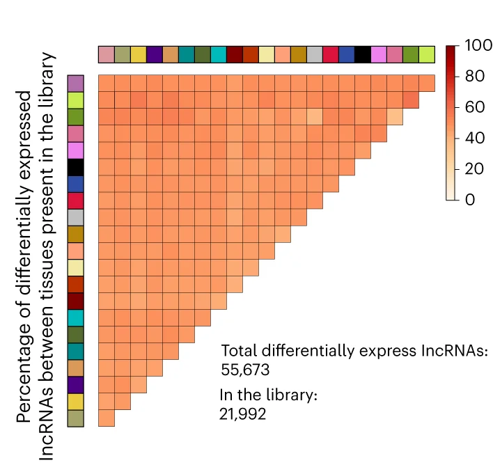 Open access visualization of Heatmap, LncRNA Genes, Cancer Cell Lines, Tumor Tissue