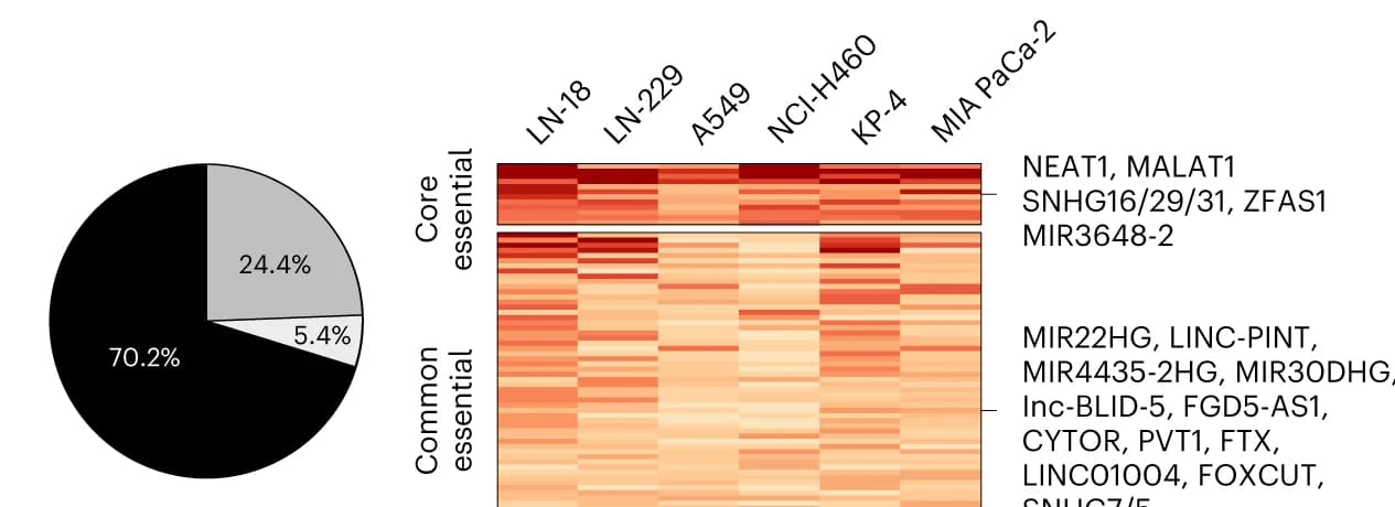 Open access visualization of Heatmap, Pie Chart, CasRx, Cancer, Proliferation