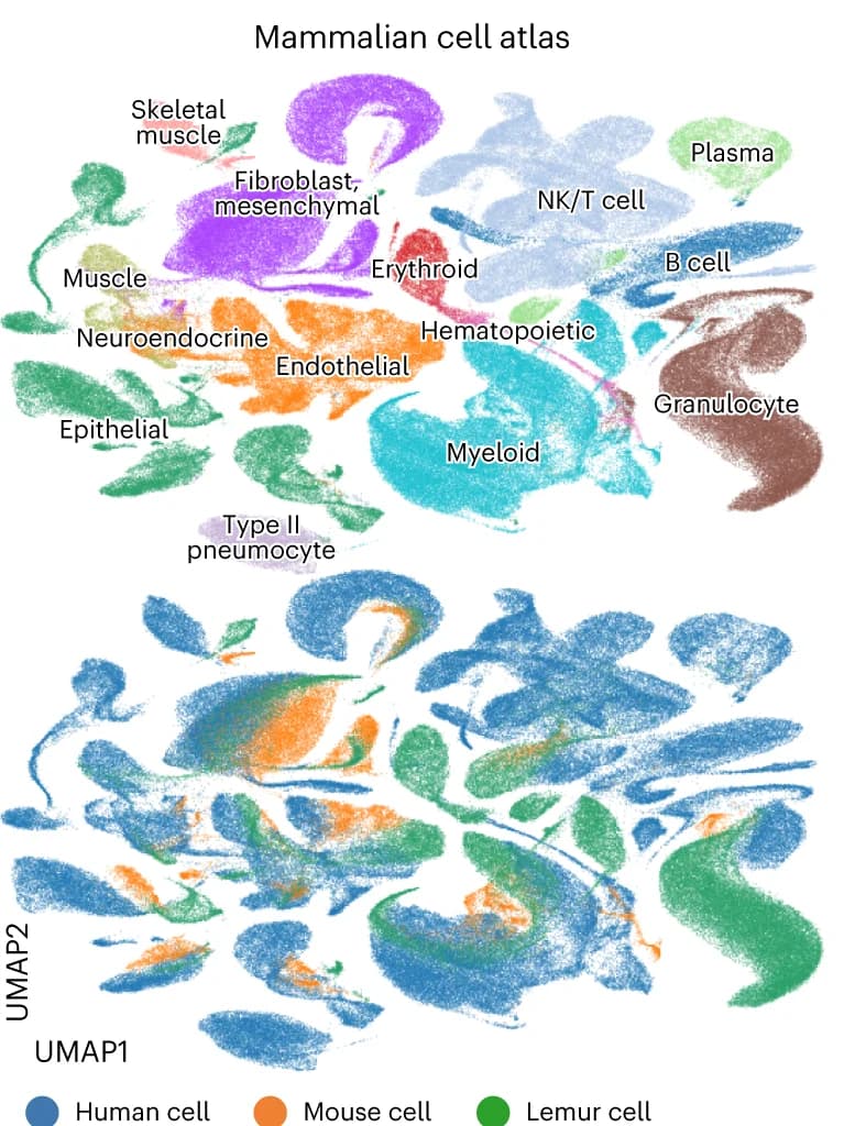 Open access visualization of UMAP, UMAP Visualization, Joint Embedding Space, Cell Atlas Datasets, Cell Type Annotations