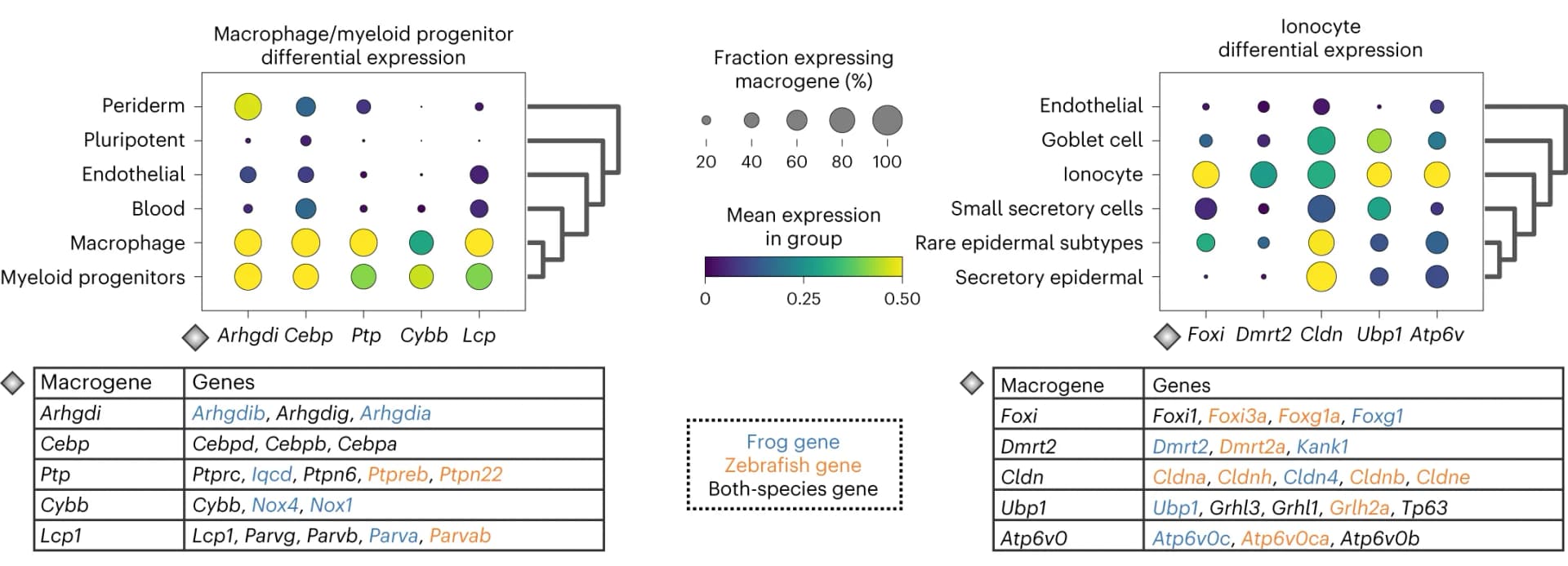 Open access visualization of Bubble Plot, Differentially Expressed Macrogenes, Frog, Zebrafish, Embryogenesis Datasets