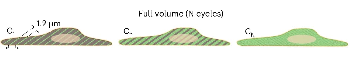 Open access visualization of Illustration, Imaging Cycle, Confined Planes, Sample