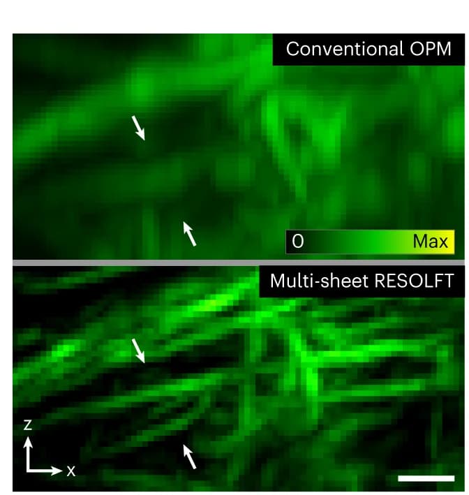 Open access visualization of Microscopy, OPM Data, RESOLFT Data, Maximum Intensity Projection