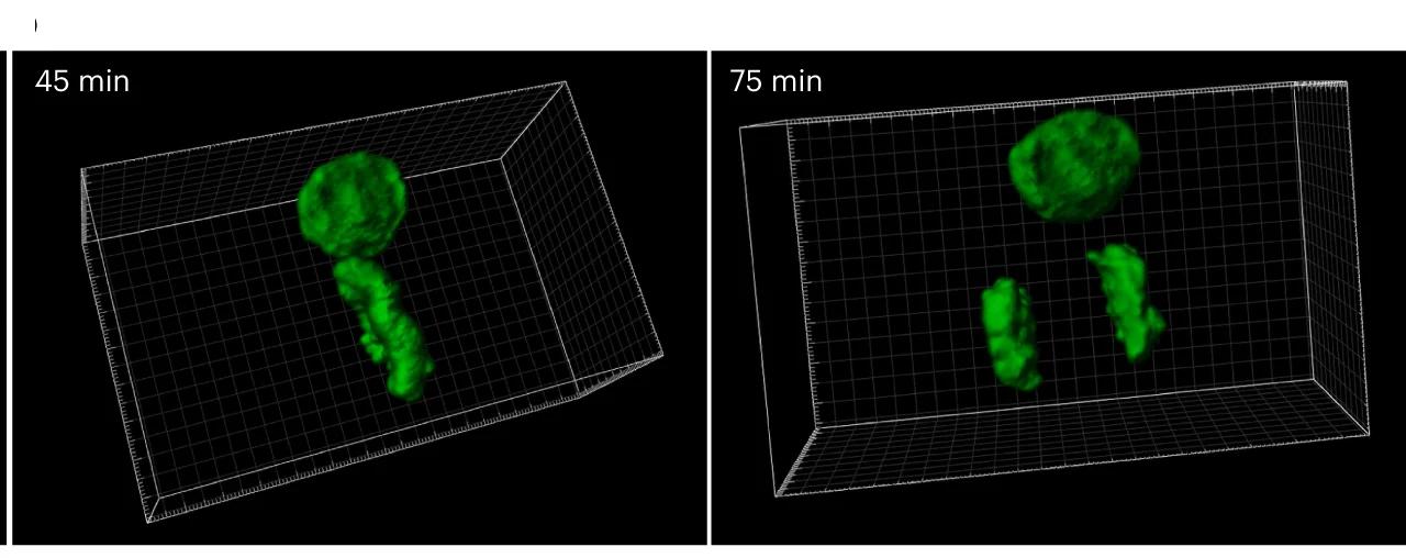 Open access visualization of 3D Plot, Volumetric rendering, Time-lapse recording