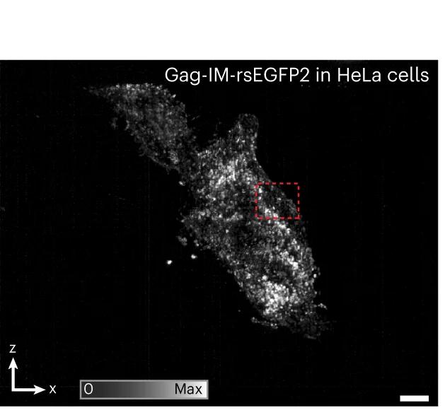 Open access visualization of Microscopy, Maximum Intensity Projection, Time-Lapse Recording
