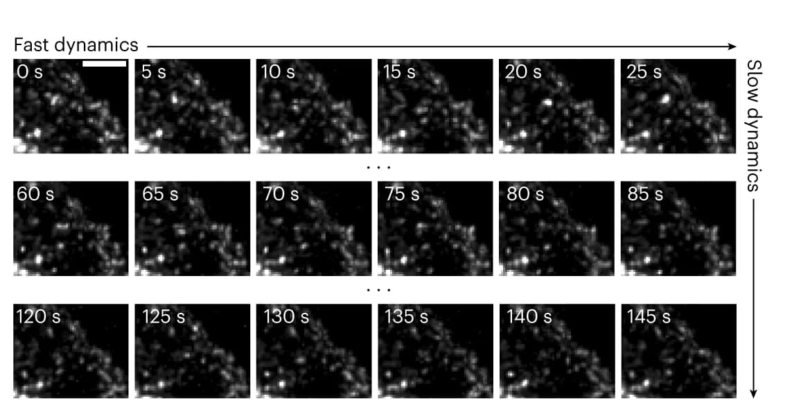 Open access visualization of Microscopy, Cropped Sequences, Maximum Intensity Projection
