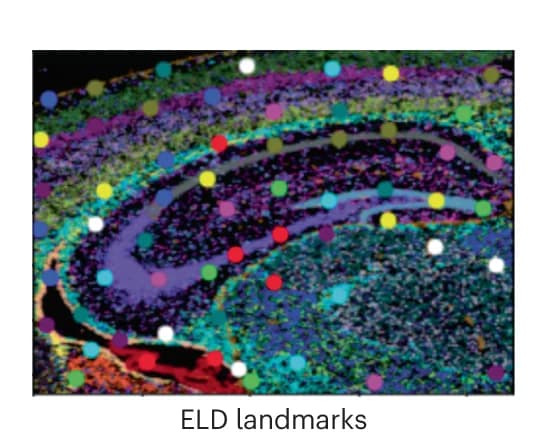 Open access visualization of Microscopy, Landmarks, RGB Image, ISS Data, Clustering
