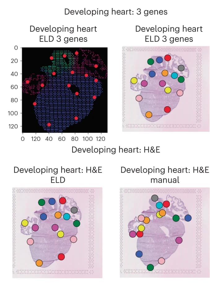 Open access visualization of Microscopy, Scatter Plot, Landmarks, Gene Expression, Histology Images