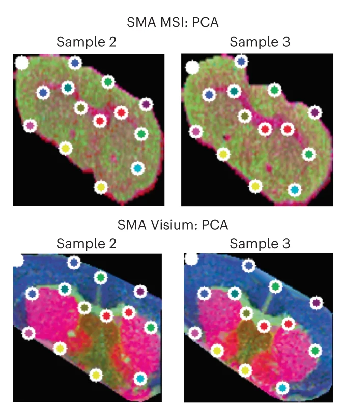 Open access visualization of PCA, Scatter Plot, Microscopy, MSI Data, Visium Data