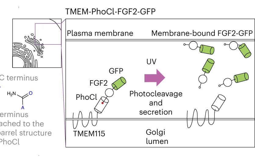 Open access visualization of Workflow, Illustration, TMEM-PhoCl-FGF2-GFP, CHO-K1 Cells, Construct