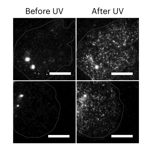 Open access visualization of Microscopy, TIRF Images, TMEM-PhoCl-FGF2-GFP, UV Illumination, Cells