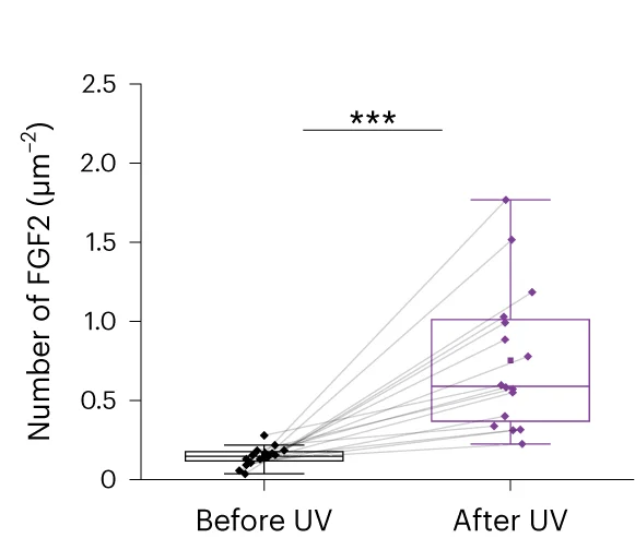 Open access visualization of Box Plot, Scatter Plot, Membrane-bound FGF2-GFP, UV Illumination, Quantification
