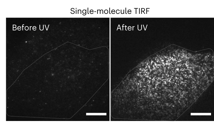 Open access visualization of Microscopy, TIRF Images, CV-1 Cell, mScarlet-CD4-PhoCl-RER, Antibodies