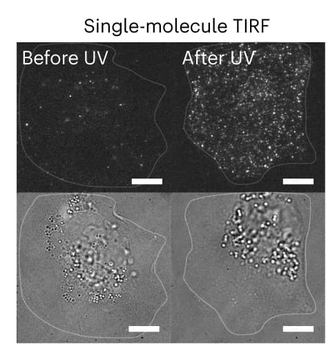 Open access visualization of Microscopy, TIRF, Brightfield Images, CV-1 Cell, FLAG-BK-YFP-PhoCl-TMEM