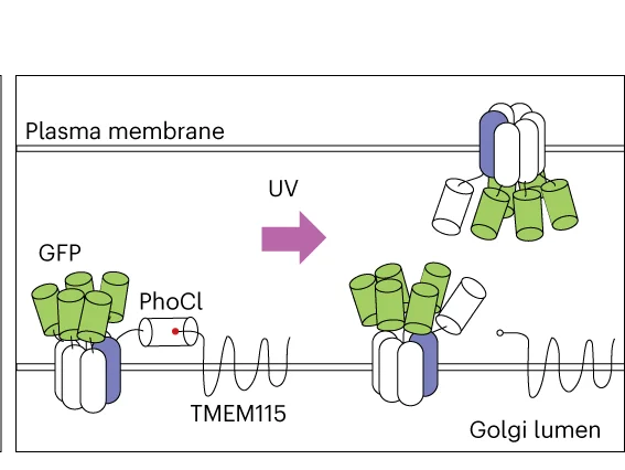 Open access visualization of Workflow, Illustration, VRAC, LRRC8A-PhoCl-TMEM, LRRC8E-GFP