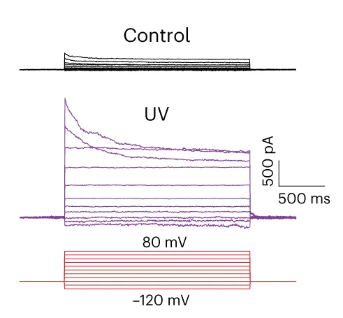 Open access visualization of Line Plot, Line Step, Current Traces, VRAC, UV-Illuminated Cell