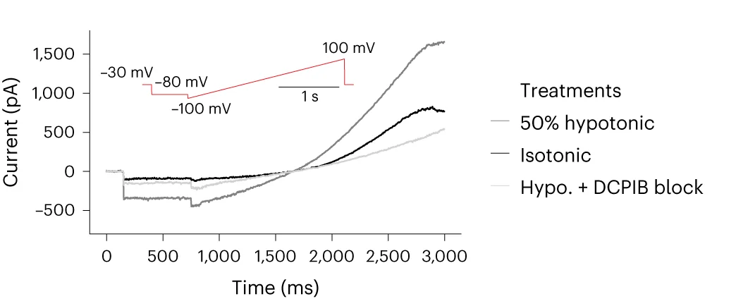 Open access visualization of Line Plot, Line Step, VRAC, Voltage Ramp Protocol, Isotonic Condition