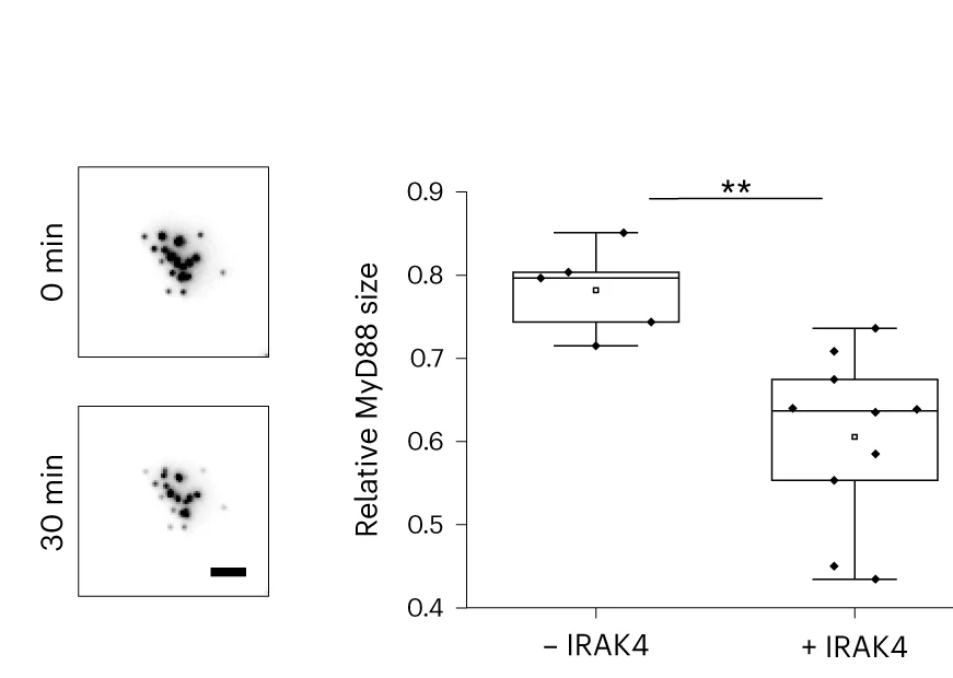 Open access visualization of Box Plot, Microscopy, MyD88-GFP Cluster, UV Illumination, IRAK4 Recruitment