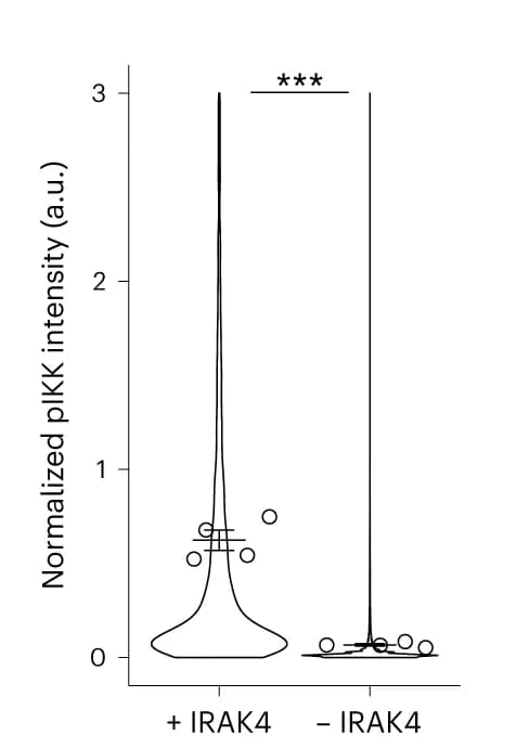 Open access visualization of Violin Plot, Scatter Plot, pIKKα/β-AF647 Intensity, IRAK4 Knockout Cells, UV-Based IRAK4 Release