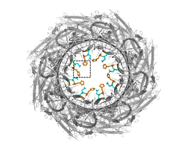 Open access visualization of Protein Structure, Chemical Structure, MspA-N91H Nanopore, Structure, SWISS-MODEL