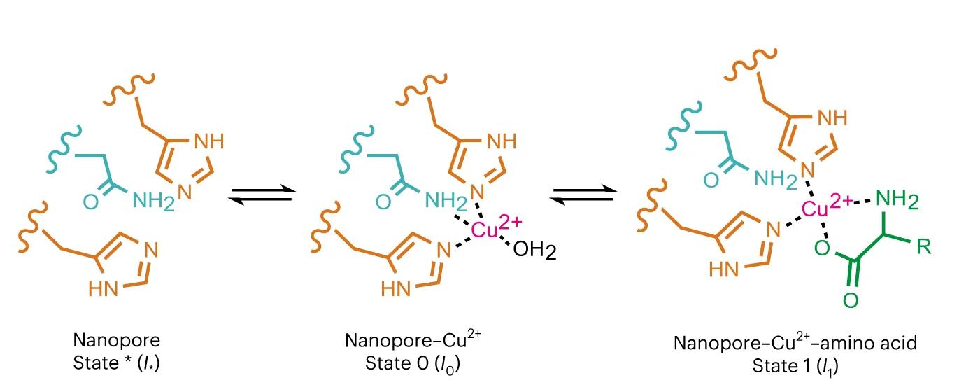 Open access visualization of Chemical Structure, Illustration, Sensing Mechanism, Histidine Residues, Asparagine Residue