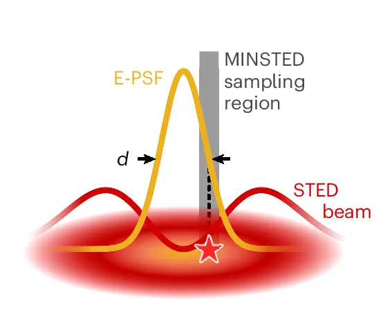 Open access visualization of Line Plot, Density Plot, Illustration, STED E-PSF, Fluorophore