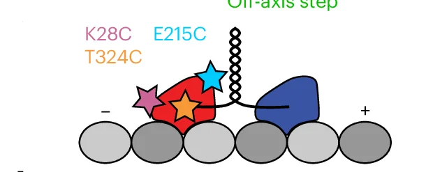 Open access visualization of Illustration, Kinesin-1, Homodimer, Fluorophore