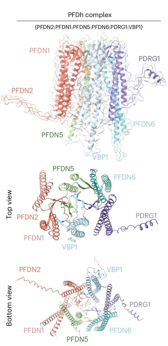 Open access visualization of Protein Structure, Structural Model, PFD Homolog Complex, PDRG1, PFDN4