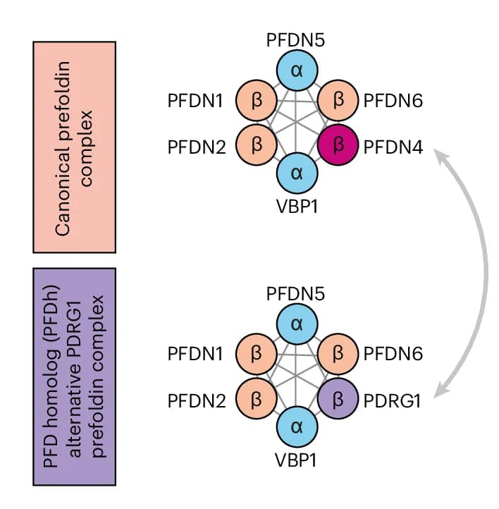 Open access visualization of Network, Pathway, PFD Homolog Complex, PDRG1, PFDN4