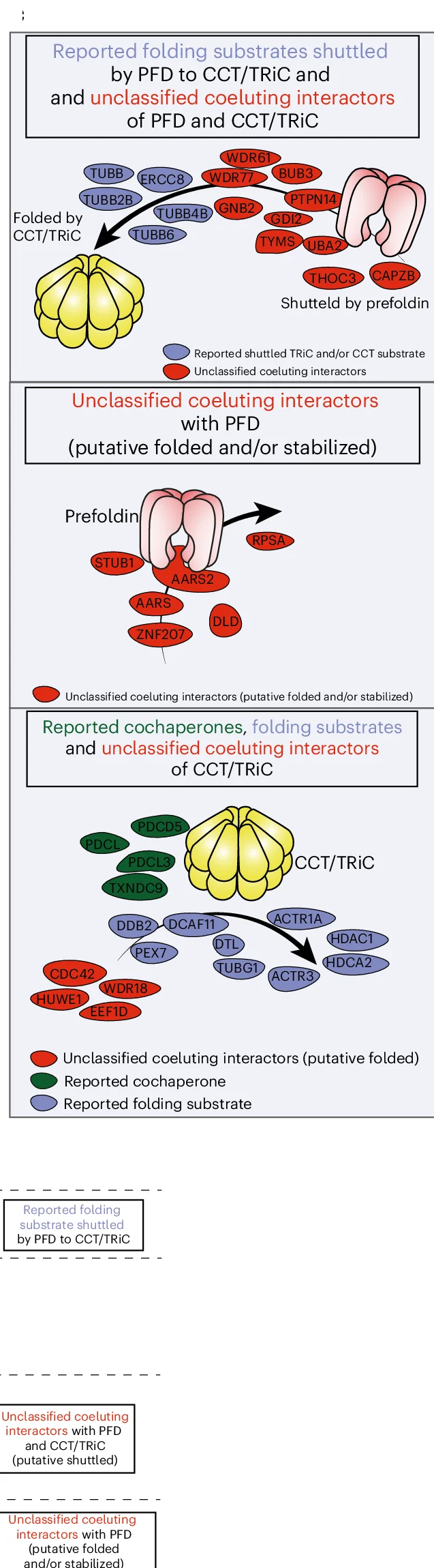 Open access visualization of Pathway, Coeluting Proteins, Interacting Complexes, Folding Substrates, Cochaperones