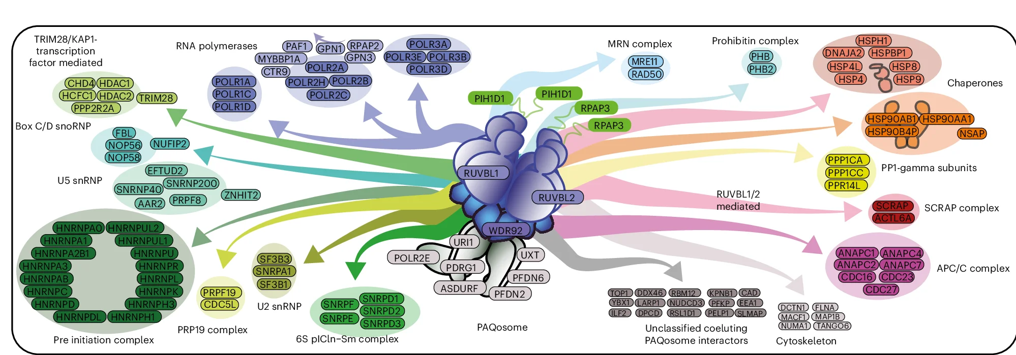 Open access visualization of Pathway, Graphical Representation, PAQosome, Client Complexes